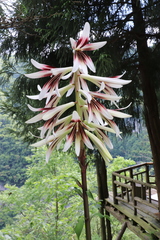 Cardiocrinum