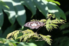 Graphium leonidas leonidas