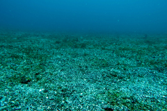 Heteroconger digueti