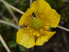 Ranunculus montanus