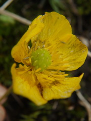 Ranunculus montanus