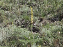 Eremurus fuscus