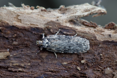 Depressaria chaerophylli