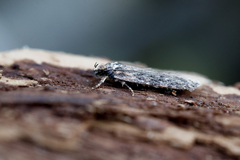 Depressaria chaerophylli