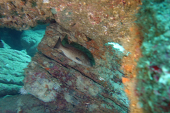 Mycteroperca rosacea