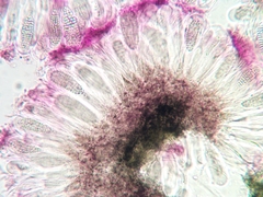 Tapellaria epiphylla