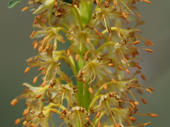 Eremurus fuscus