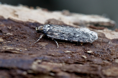 Depressaria chaerophylli