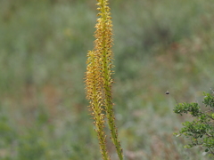 Eremurus fuscus