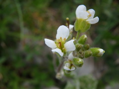 Arabis