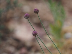 Allium pallasii
