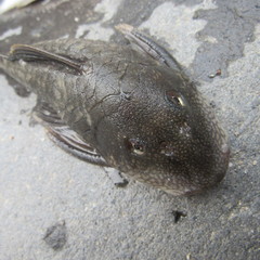 Chaetostoma