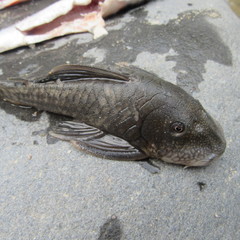 Chaetostoma