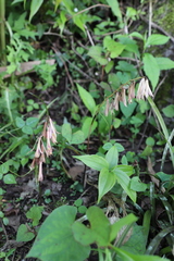 Cremastra appendiculata