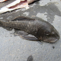 Chaetostoma