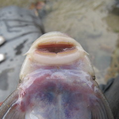 Chaetostoma