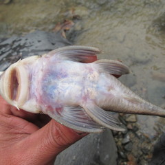 Chaetostoma