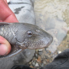 Chaetostoma