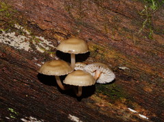 Mycena tuvara