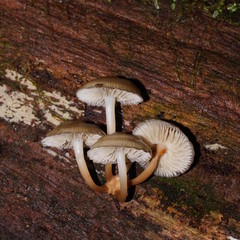 Mycena tuvara
