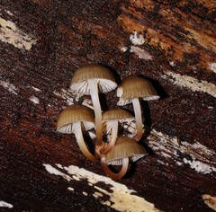 Mycena tuvara