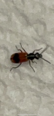Anthocomus