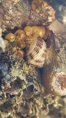 Nucella canaliculata