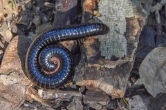 Archispirostreptus gigas