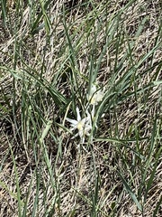 Leucocrinum montanum
