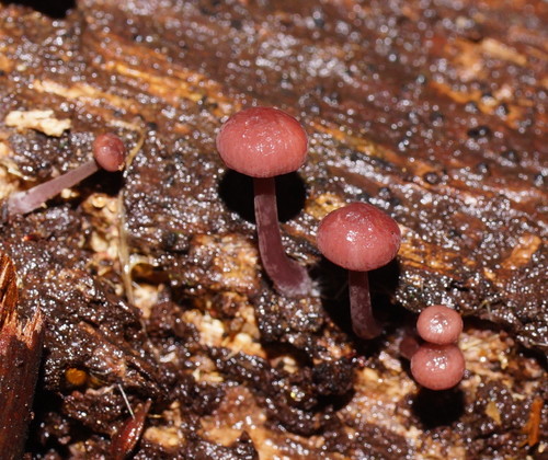 Mycena kurramulla image