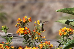 Elliotomyia viridicauda