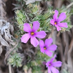 Phlox douglasii