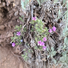 Phlox douglasii