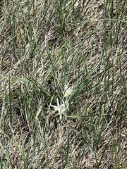 Leucocrinum montanum