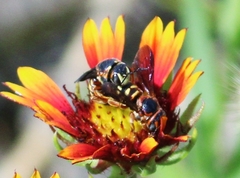 Dianthidium curvatum