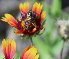 Dianthidium curvatum