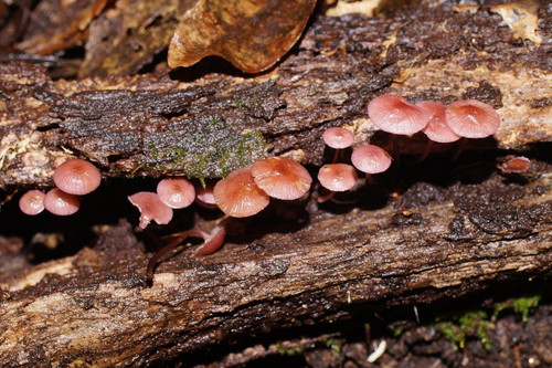 Mycena kurramulla image
