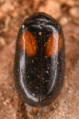 Herthania concinna