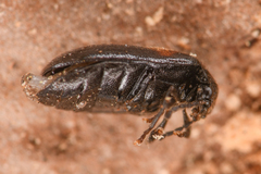 Herthania concinna