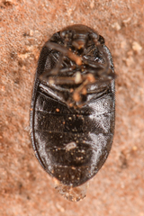 Herthania concinna