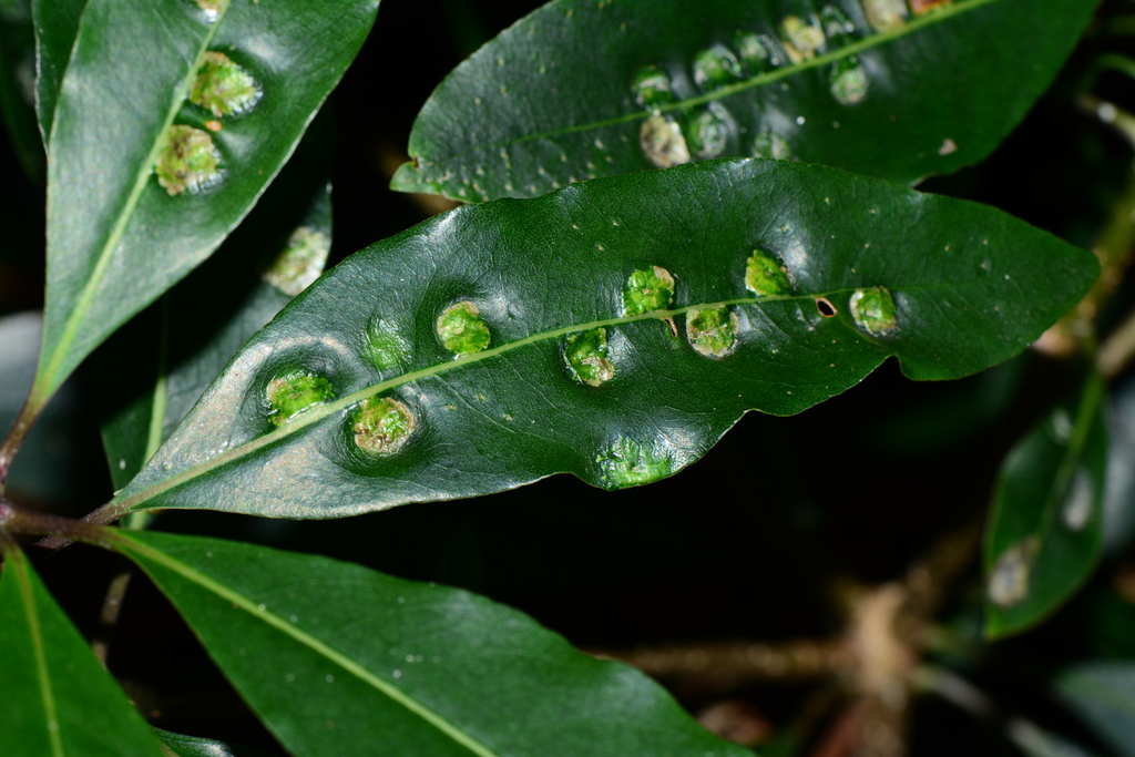 pittosporum leaf-gall fly