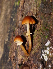 Descolea phlebophora