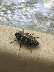 Chrysobothris viridiceps