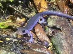 Plethodon montanus