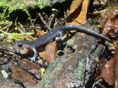 Plethodon montanus