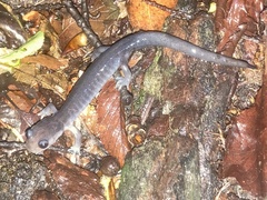 Plethodon montanus