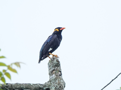 Common Hill Myna photo 3