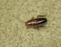 Drymaplaneta heydeniana