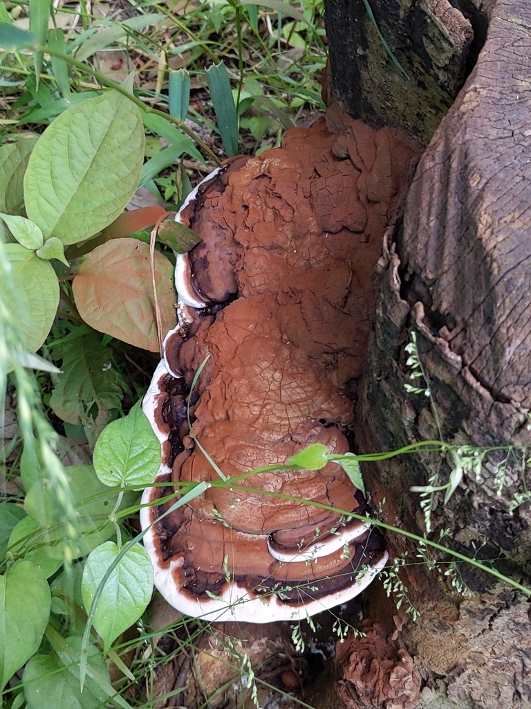 Ganoderma applanatum · May 2022 · photo: © munenori_yamakawa (iNaturalist, cc-by)