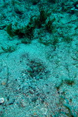 Chaenopsis limbaughi